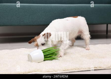 Un cane carino vicino alla pianta rovesciata su un tappeto al coperto Foto Stock