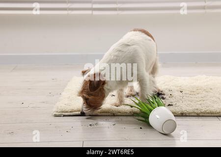 Un cane carino vicino alla pianta rovesciata su un tappeto al coperto Foto Stock