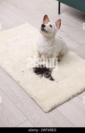 Bel cane vicino alla macchia di fango sul tappeto al chiuso Foto Stock