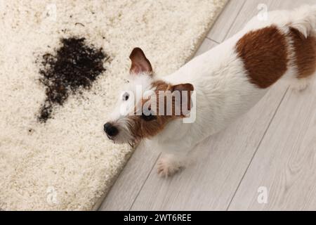 Bel cane vicino alla macchia di fango sul tappeto al coperto, sopra la vista Foto Stock