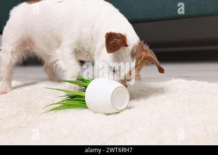 Un cane carino vicino alla pianta rovesciata su un tappeto al coperto Foto Stock