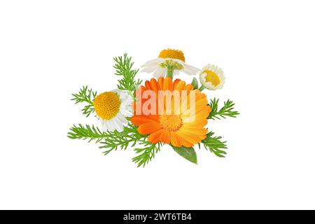 Camomilla e calendula fiori e foglie di mazzo isolato su bianco. Margherita bianca e calendula in fiore. Chamaemelum nobile e calendula officinal Foto Stock