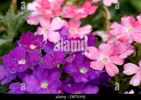 Verbena in diversi colori con gocce di rugiada Foto Stock