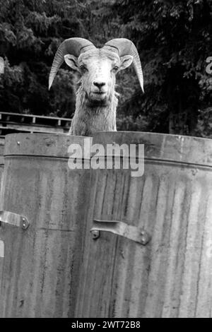 La pecora delle Montagne Rocciose posta dietro due bidoni della spazzatura (Ovis canadensis) è una specie di pecore originaria del Nord America. Prende il nome dalle sue grandi corna. Monocromatico circa 1972. Banff, Alberta, Canada. Foto Stock