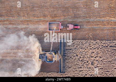 Antenna della mietitrebbiatrice che scarica il grano raccolto su un cassonetto vicino a Wallumbilla sulla Maranoa Queensland Australia Foto Stock