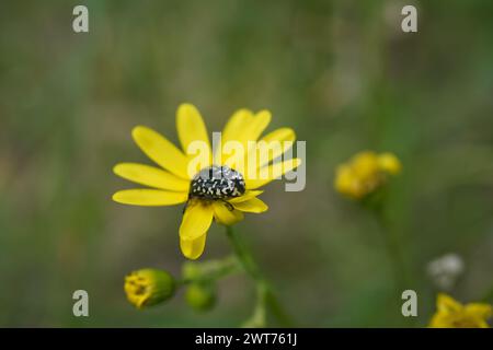 Chafer maculato del Mediterraneo, Oxythyrea funesta, noto anche come Barbary Beetle su fiori gialli di Coleostephus myconis, primo piano. Foto Stock