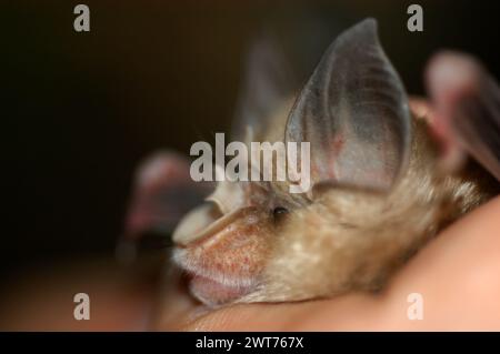 Il chirotterologo tiene e studia un pipistrello nelle sue mani Foto Stock