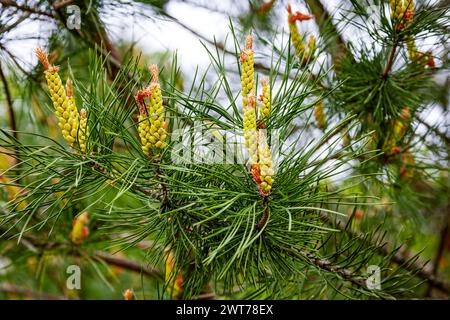 Immagine di un rametto di pino fiorito su sfondo verde Foto Stock