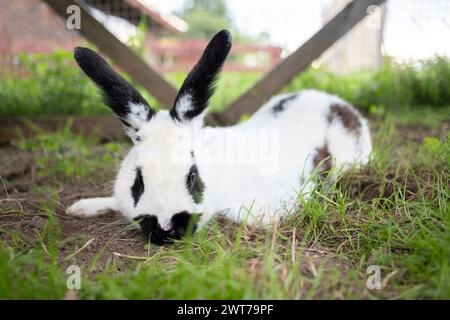 Simpatico coniglietto di coniglio curioso seduto sopra con erba fresca che guarda lo sfondo sfocato della fotocamera. Adorabile coniglietto bianco coniglio nero faccia mammifero Foto Stock