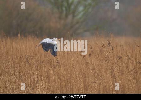 Grey Heron (Ardea cinerea) volando sopra un letto di canne che ritorna al suo nido nel Somerset Levels, Somerset, Regno Unito. Foto Stock