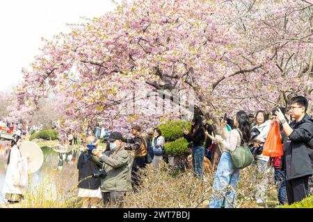 WUXI, CINA - 16 MARZO 2024 - i turisti apprezzano la fioritura dei ciliegi nella zona panoramica di Tai Lake Yuantouzhu a Wuxi, nella provincia di Jiangsu nella Cina orientale, Foto Stock