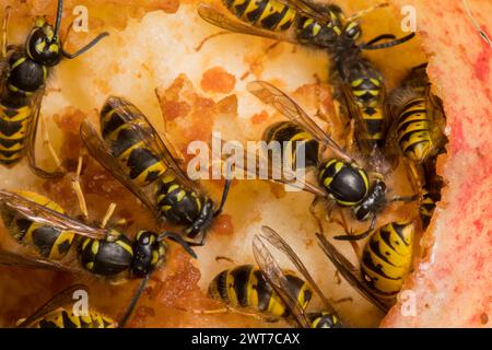 Lavoratori della Vespola (Vespula vulgaris) che si nutrono di una mela anticamera. Powys, Galles. Settembre. Foto Stock