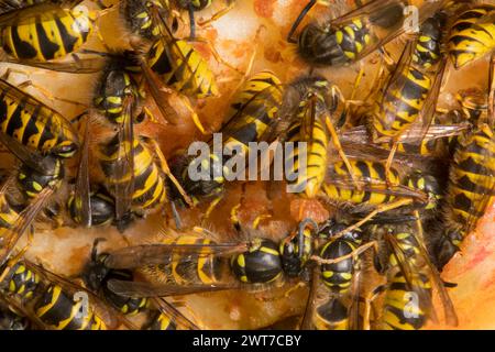 Lavoratori della Vespola (Vespula vulgaris) che si nutrono di una mela anticamera. Powys, Galles. Settembre. Foto Stock