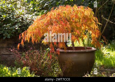 Acero giapponese Acer palmatum "dissectum" che cresce in un vaso in autunno. Powys, Galles. Ottobre. Foto Stock