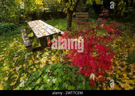 Giardino d'autunno con un palmatum giapponese Acer palmatum "atropurpureum" e panchine. Powys, Galles. Ottobre. Foto Stock