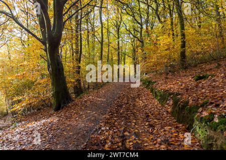 Percorri il bosco di faggio (Fagus sylvatica) in autunno. Powys, Galles. Novembre. Foto Stock