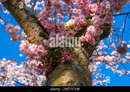 Low angle view of Cherry blossom tree against blue sky in The Amsterdamse Bos park Foto Stock