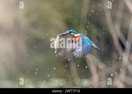 Comune di kingfisher, Alcedo atthis Foto Stock