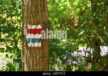 Insegna turistica su un albero. Marchio colorato unico dei percorsi turistici nella Repubblica Ceca. Foto Stock