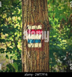 Insegna turistica su un albero. Marchio colorato unico dei percorsi turistici nella Repubblica Ceca. Foto Stock