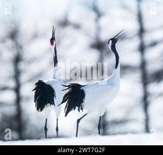 Gru a corona rossa che smerigliano, Hokkaido, Giappone Foto Stock