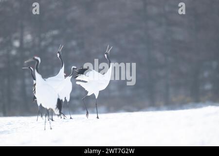 Gru a corona rossa che smerigliano, Hokkaido, Giappone Foto Stock