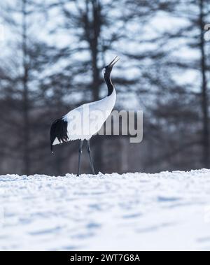 Gru a corona rossa che smerigliano, Hokkaido, Giappone Foto Stock