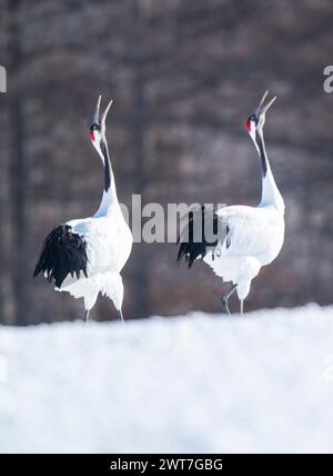 Gru a corona rossa che smerigliano, Hokkaido, Giappone Foto Stock