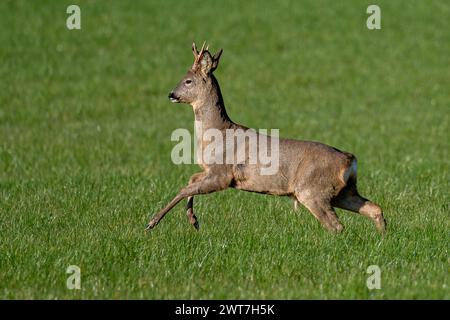 Capriolo Foto Stock