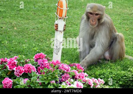 Nuova Delhi, Delhi, INDIA. 16 marzo 2024. Scimmia che puzza e mangia fiori nel parco dei fiori di Delhi nel caldo del pomeriggio, al Vigyan Bhawan a N nuova Delhi sabato, foto di Ravi Batra/india (Credit Image: © Ravi Batra/ZUMA Press Wire) SOLO USO EDITORIALE! Non per USO commerciale! Foto Stock