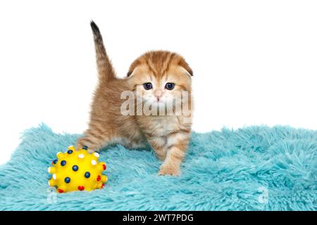 Gattino scozzese, rosso a righe, età 1 mese, si erge su un tappeto di pelliccia blu con palla gialla. Isolato su sfondo bianco. Foto Stock