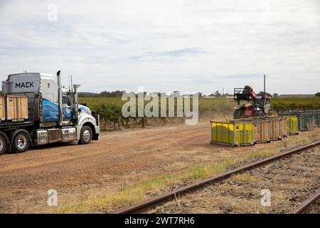 Vendemmia Barossa Valley, carrello elevatore a forche si prepara a caricare i contenitori pieni di uva su un autocarro con caricatore basso, Australia meridionale, 2024 Foto Stock