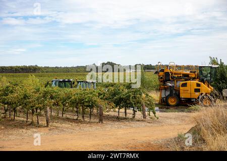 Barossa Valley, raccolta e raccolta delle uve in vigna con trattori e macchinari per la raccolta delle uve, Australia meridionale, 2024 Foto Stock