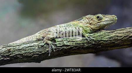 Primo piano di un'anola barbuta occidentale (Anolis barbatus) Foto Stock