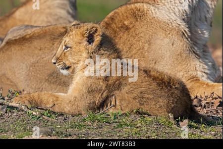Cucciolo di leone asiatico (Panthera leo persica) riposano al sole Foto Stock