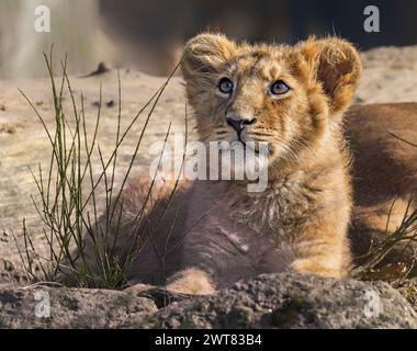 Vista ravvicinata di un cucciolo di leone asiatico (Panthera leo persica) Foto Stock