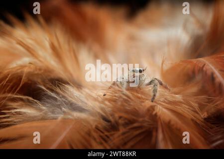 Il ragno che salta in mezzo alle piume Foto Stock