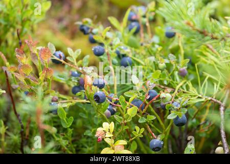 Cespuglio di mirtilli con frutti di bosco maturi da vicino Foto Stock