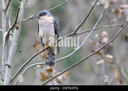 Lo sparrowhawk eurasiatico seduto su un ramo d'albero Foto Stock