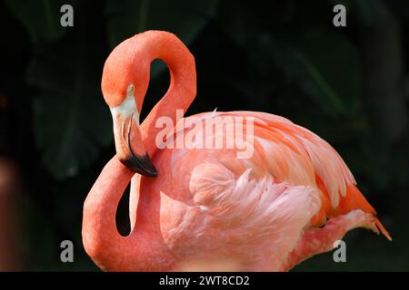 Primo piano medio di un fenicottero americano riposato Foto Stock