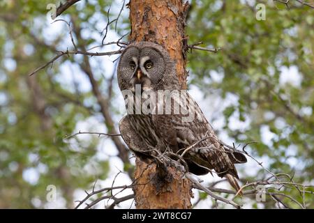 Grande gufo grigio seduto su un ramo d'albero da vicino Foto Stock