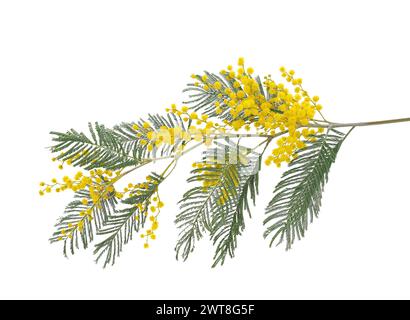 Ramo d'albero a sonaglino d'argento in fiore isolato su sfondo bianco, Acacia dealbata Foto Stock