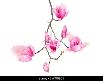 Piattino in fiore ramo dell'albero di magnolia isolato su sfondo bianco, Magnolia x soulangeana Foto Stock