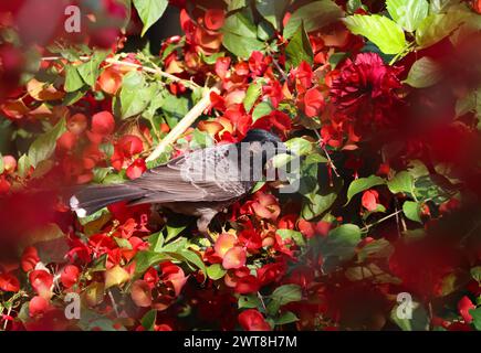 Bulbul con sfiato rosso sul fiore. bulbul con sfiato rosso è un membro della famiglia bulbul di passeri. Foto Stock