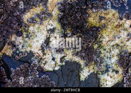 Colonie di barnacoli conducono vite di sedare, senza mai muoversi, nella zona intertidale del nostro paesaggio marino del Regno Unito, formando schemi artistici Foto Stock