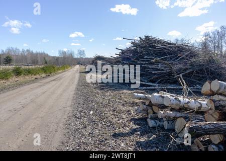 Un mucchio di legno di betulla segato con un mucchio di rami sul lato della strada Foto Stock