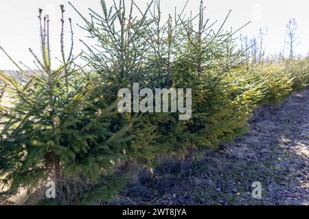A stand of young spruces was planted to create a fence Foto Stock
