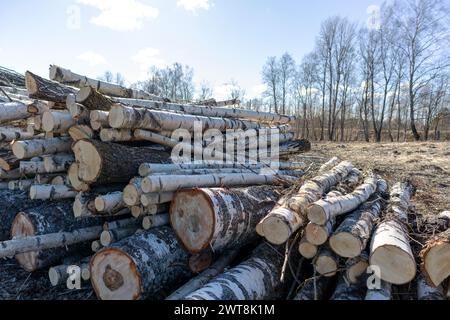 Un mucchio di legno di betulla segato sul lato della strada Foto Stock