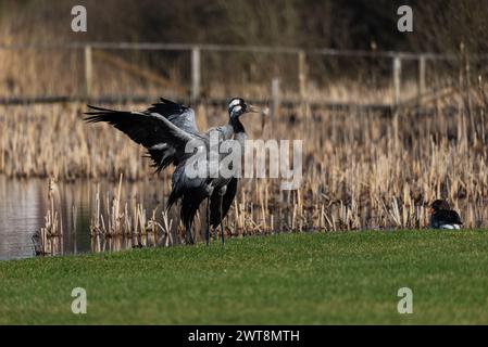 Uccellini comuni (Grus grus), ali battenti - messa a fuoco selettiva Foto Stock