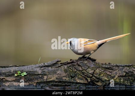 Un primo piano di un reedling barbuto (Panurus biarmicus) arroccato su un tronco Foto Stock